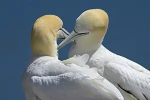 Reproduction Prints: Northern gannets (Morus bassanus) pair in courtship display