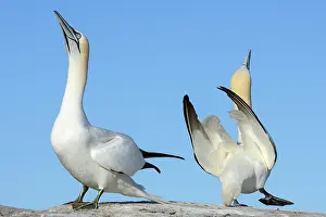 Reproduction Prints: Northern gannets (Morus bassanus) pair in courtship display