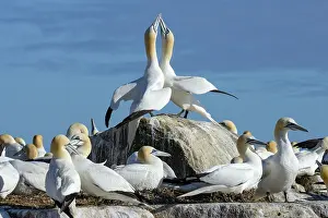 Reproduction Prints: Northern gannets (Morus bassanus) pair in courtship display among the colony