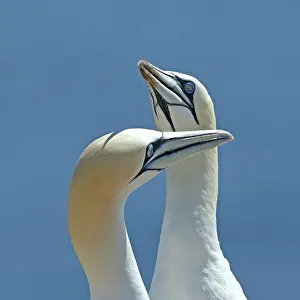 Coloured Background Prints: Northern gannets (Morus bassanus) pair interacting, head portrait, Germany. June