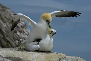Copulation Prints: Northern gannets (Morus bassanus) pair mating