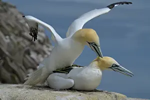 Copulation Prints: Northern gannets (Morus bassanus) pair mating