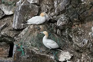 Cliff Prints: Northern gannets (Morus bassanus) pair on nest