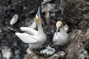 Nesting Prints: Northern gannets (Morus bassanus) pair on nest
