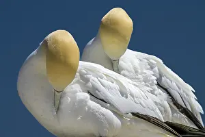 Grooming Prints: Northern gannets (Morus bassanus) pair preening