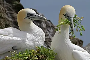 Sulidae Prints: Northern gannets (Morus bassanus) pair sharing nesting material