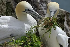 Sulidae Prints: Northern gannets (Morus bassanus) pair sharing nesting material