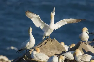 Northern gannets (Morus bassanus) performing sky-pointing display with outspread wings