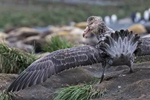 Giant Petrel Prints: Northern giant petrel (Macronectes halli) displaying over dead seal