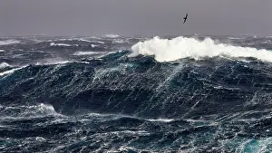 Wave Prints: Northern giant petrel (Macronectes halli) in flight over heavy seas during force 10 storm in the roaring forties