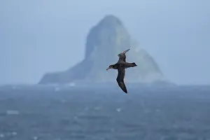 Islands Prints: Northern giant petrel (Macronectes halli) in flight with The Pyramid island in distance