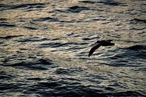 Campbell Island Prints: Northern giant petrel (Macronectes halli) flying over water in evening light