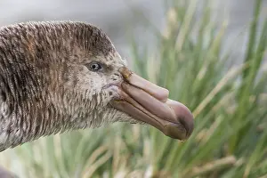 Giant Petrel Prints: Northern giant petrel (Macronectes halli) head portrait, Gold Harbour, South Georgia