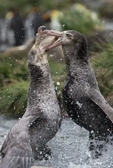 Giant Petrel Prints: Two Northern giant petrels (Macronectes halli) fighting over dead seal