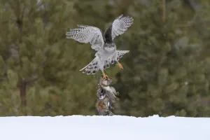 Northern goshawk (Accipiter gentilis) flying with squirrel prey, Finland. March