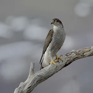Accipiter Gentilis Gallery: Northern Goshawk(Accipiter gentilis) on a branch, Bulgaria, February