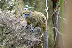 Gentle Lemurs Prints: Northern grey bamboo lemur (Hapalemur occidentalis) clambering over boulders in the forest