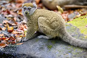 Gentle Lemurs Prints: Northern grey bamboo lemur (Hapalemur occidentalis) drinking at forest stream