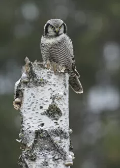 Northern hawk-owl (Surnia ulula), often day active, resting on tree stump, Finland. October