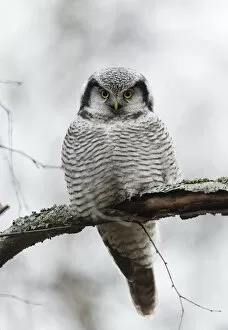 Images Dated 6th January 2014: Northern hawk-owl (Surnia ulula) Jyvaskya, Keski-Suomi, Lansi- ja Sisa-Suomi / Central