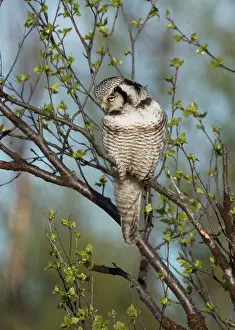 Lapland Prints: Northern hawk owl (Surnia ulula) looking for prey perched in tree
