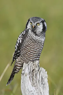 Northern hawk owl (Surnia ulula) perched, Nome, Alaska, USA, March