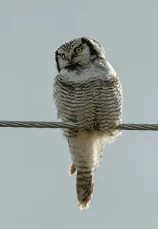 Lapland Prints: Northern hawk owl (Surnia ulula) perched on power line