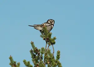 Gymnosperm Prints: Northern hawk owl (Surnia ulula) perched at top of a small Scots pine (Pinus sylvestris) tree looking out for prey