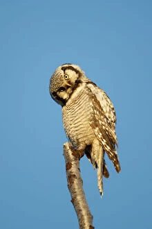 Owls Gallery: Northern Hawk Owl (Surnia ulula) preening, Varanger, Norway. June