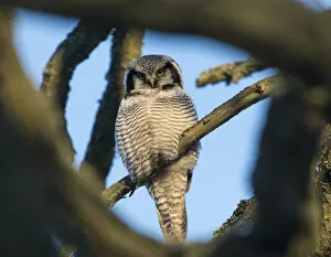 Northern Hawk-Owl (Surnia ulula) seen through branches, southwest Finland, February