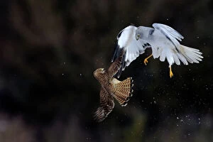 Northern / Hen Harrier (Circus cyaneus) and Kestrel (Falco tinnunculus) below, fighting in flight