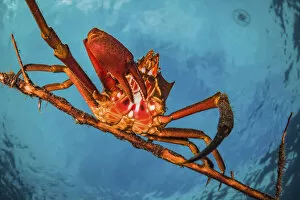 Northern kelp crab (Pugettia producta) clinging to a fallen tree branch off Vancouver