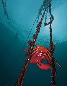 Fucus Luetkeanus Prints: Northern kelp crab (Pugettia producta) large adult male is clinging to strands of bull