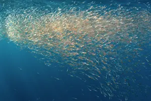 Portugal Prints: Northern krill (Meganyctiphanes norvegica) shoal