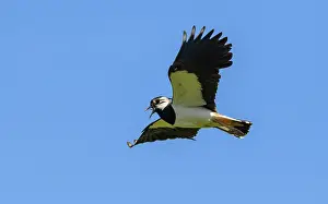 Underside Prints: Northern lapwing (Vanellus vanellus) in flight and calling, Finland, June