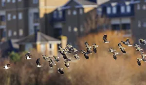 London Prints: Northern lapwing (Vanellus vanellus) flock flying past houses of west London. London, UK