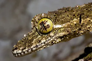 Gecko Prints: Northern leaf tailed gecko (Phyllurus cornutus) portrait