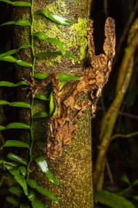 Northern leaf-tailed gecko (Saltuarius cornutus) hunting at night, Innisfail, Queensland, Australia Northern leaf-tailed gecko (Saltuarius cornutus) hunting at night, Innisfail, Queensland, Australia