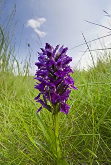 Key Flower Prints: Northern marsh orchid (Dactylorhiza purpurella) at Teesmouth National Nature Reserve
