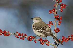 Northern Mockingbird (Mimus polyglottos) adult perched on Possum Haw Holly (Ilex decidua) berries Northern Mockingbird (Mimus polyglottos) adult perched on Possum Haw Holly (Ilex decidua) berries