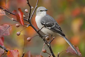 Northern Mockingbird (Mimus polyglottos) perched in Bradford Pear tree in autumn