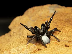Araneae Prints: Northern mouse spider (Missulena pruinosa) male threat display