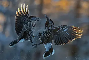 Corvidae Prints: Two Northern nutcrackers (Nucifraga caryocatactes) fighting, Sipoo, Finland. November