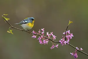 Dendroica Prints: Northern parula (Parula americana) male in breeding plumage