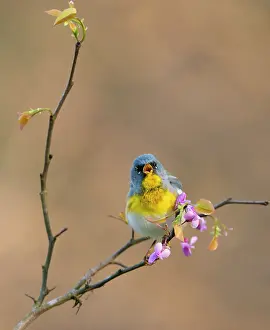 Legume Prints: Northern parula (Parula americana) male in breeding plumage