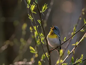 Dendroica Prints: Northern parula (Parula americana) male in breeding plumage