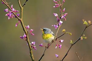 Legume Prints: Northern parula (Parula americana) male in breeding plumage