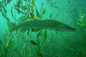 Osteichthyes Collection: Northern pike (Esox lucius) amongst Shining pondweed (Potamogeton lucens)