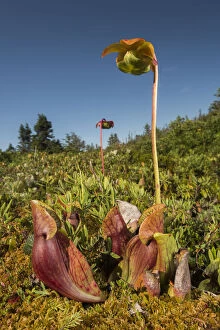 Northern pitcher plant (Sarracenia purpurea) photographed on Borgles Island