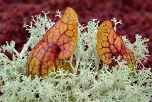 Fungi Prints: Northern pitcher plant (Sarracenia purpurea) growing among Reindeer lichen (Cladonia portentosa)